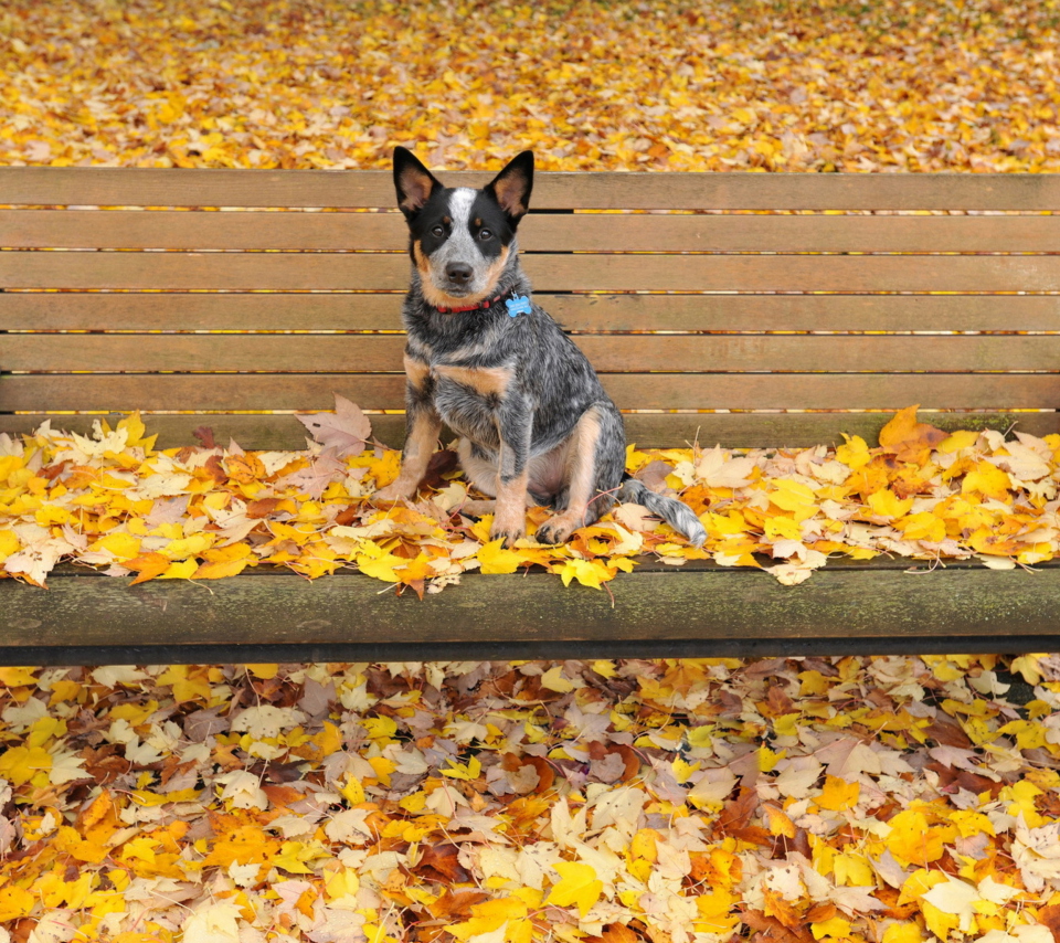 Dog On Autumn Bench wallpaper 960x854
