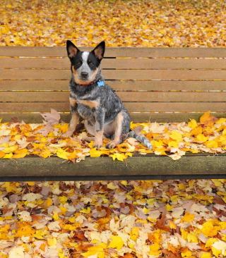 Dog On Autumn Bench - Obrázkek zdarma pro Nokia C7