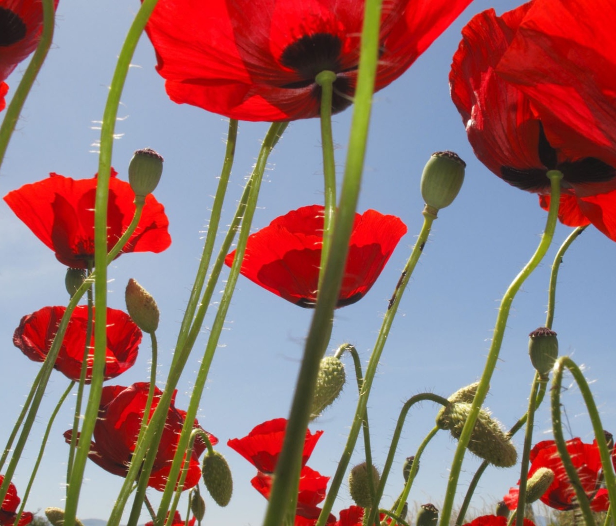 Sfondi Red Poppy Field 1200x1024