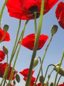 Red Poppy Field screenshot #1 132x176