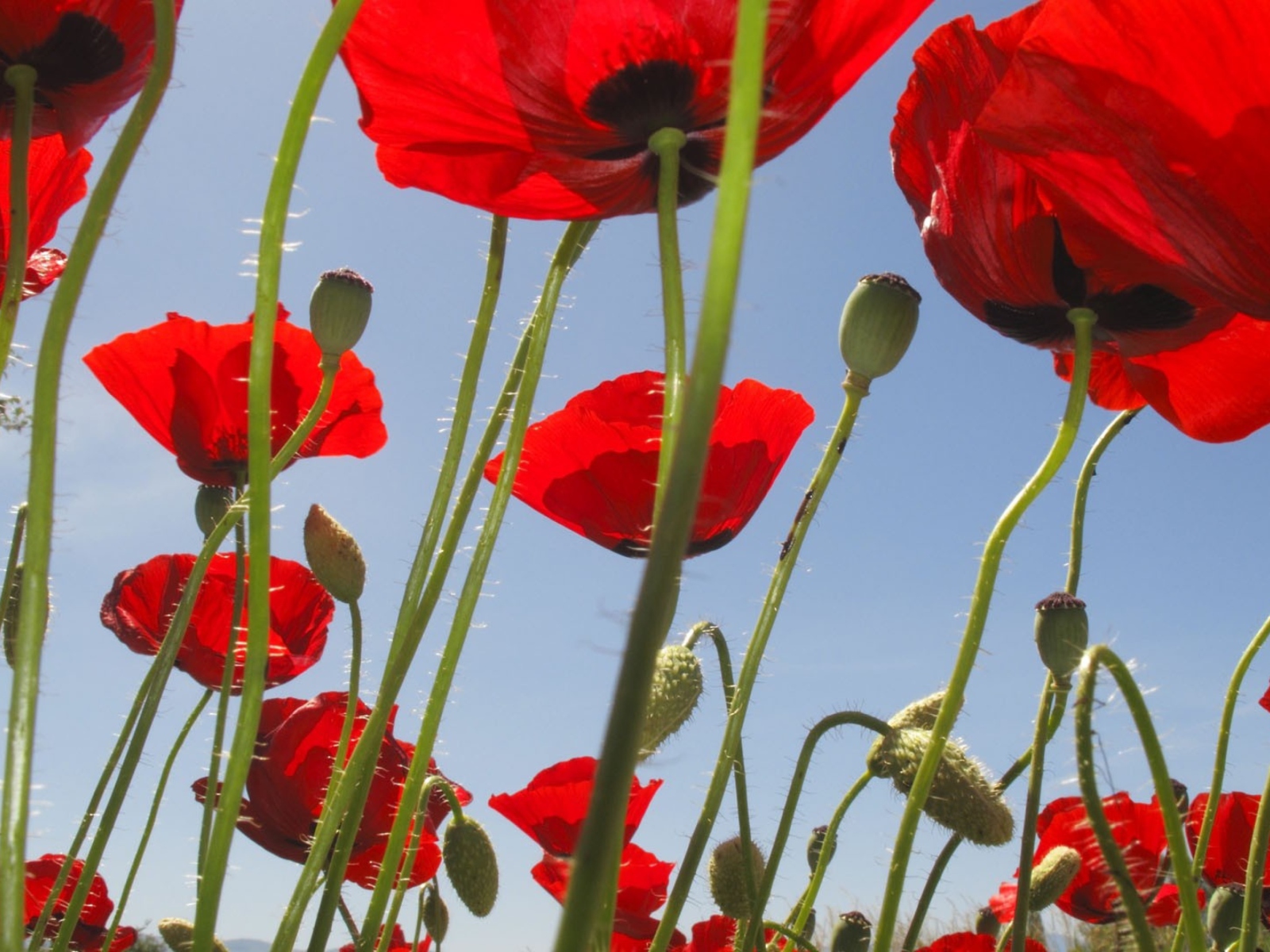 Sfondi Red Poppy Field 1600x1200