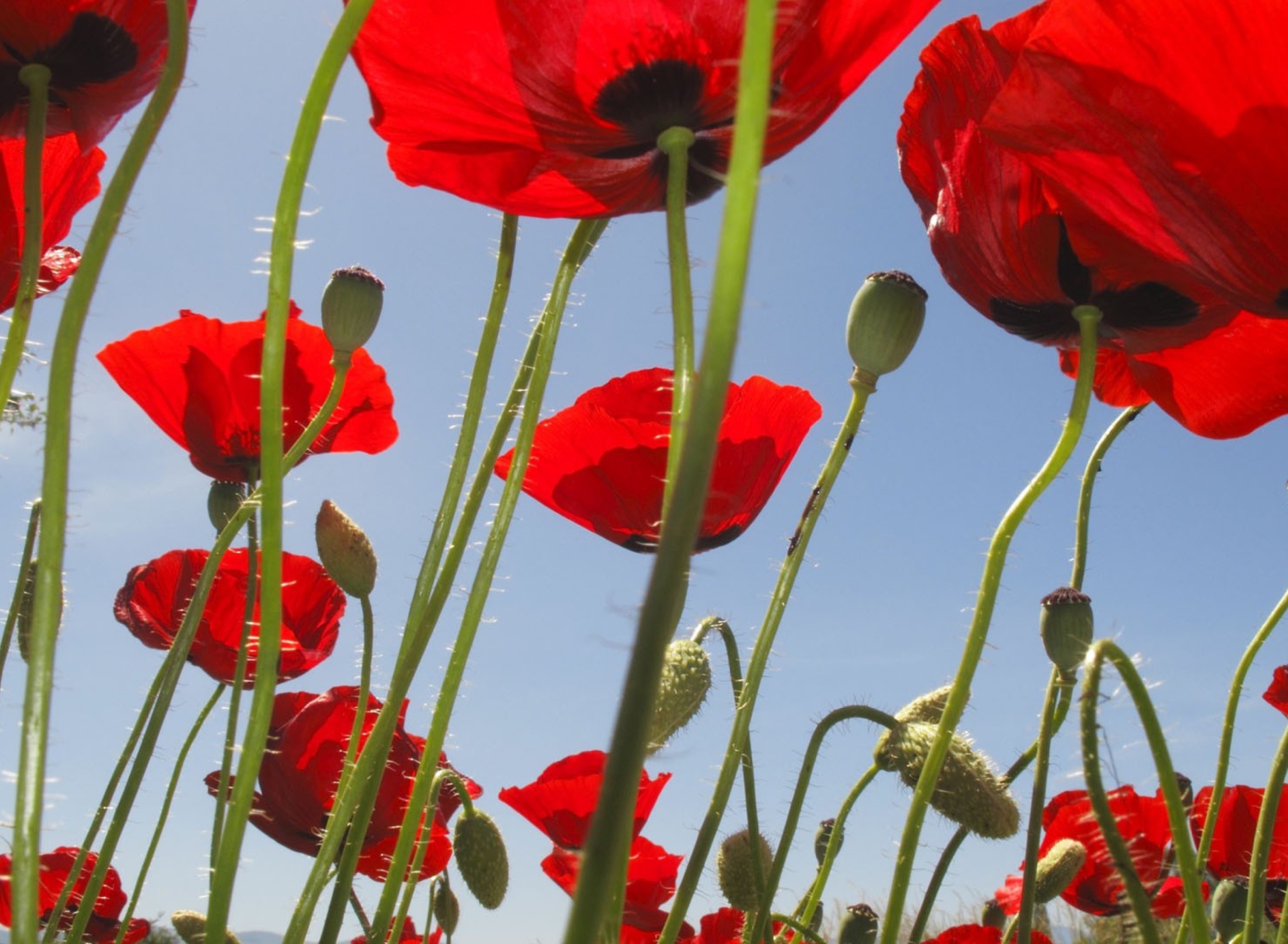 Обои Red Poppy Field 1920x1408