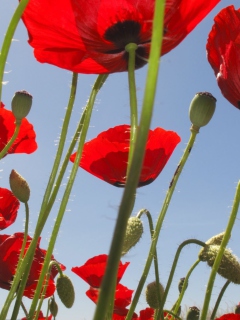 Das Red Poppy Field Wallpaper 240x320