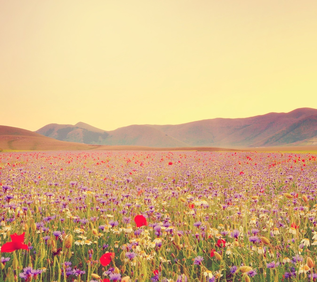 Das Field Of Wild Flowers Wallpaper 1080x960