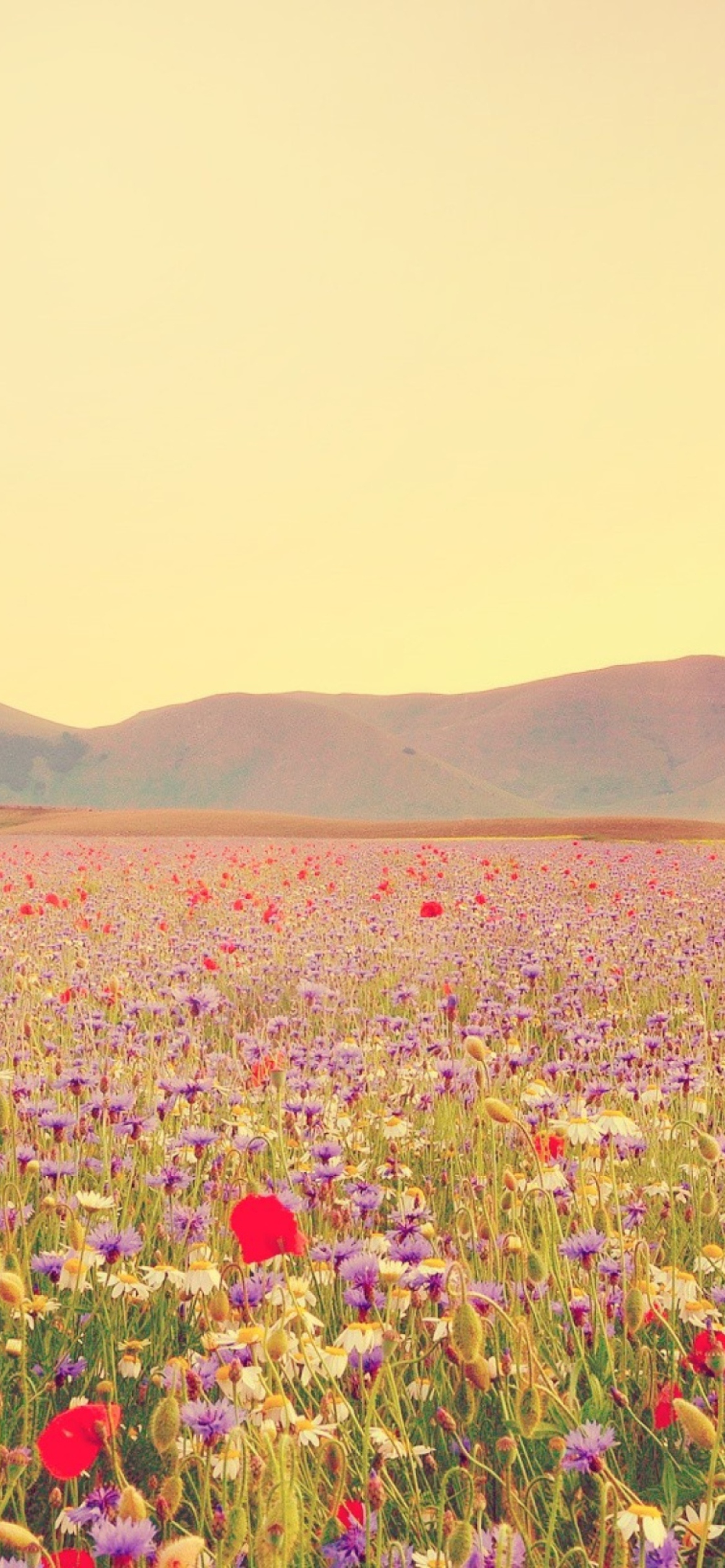 Field Of Wild Flowers screenshot #1 1170x2532