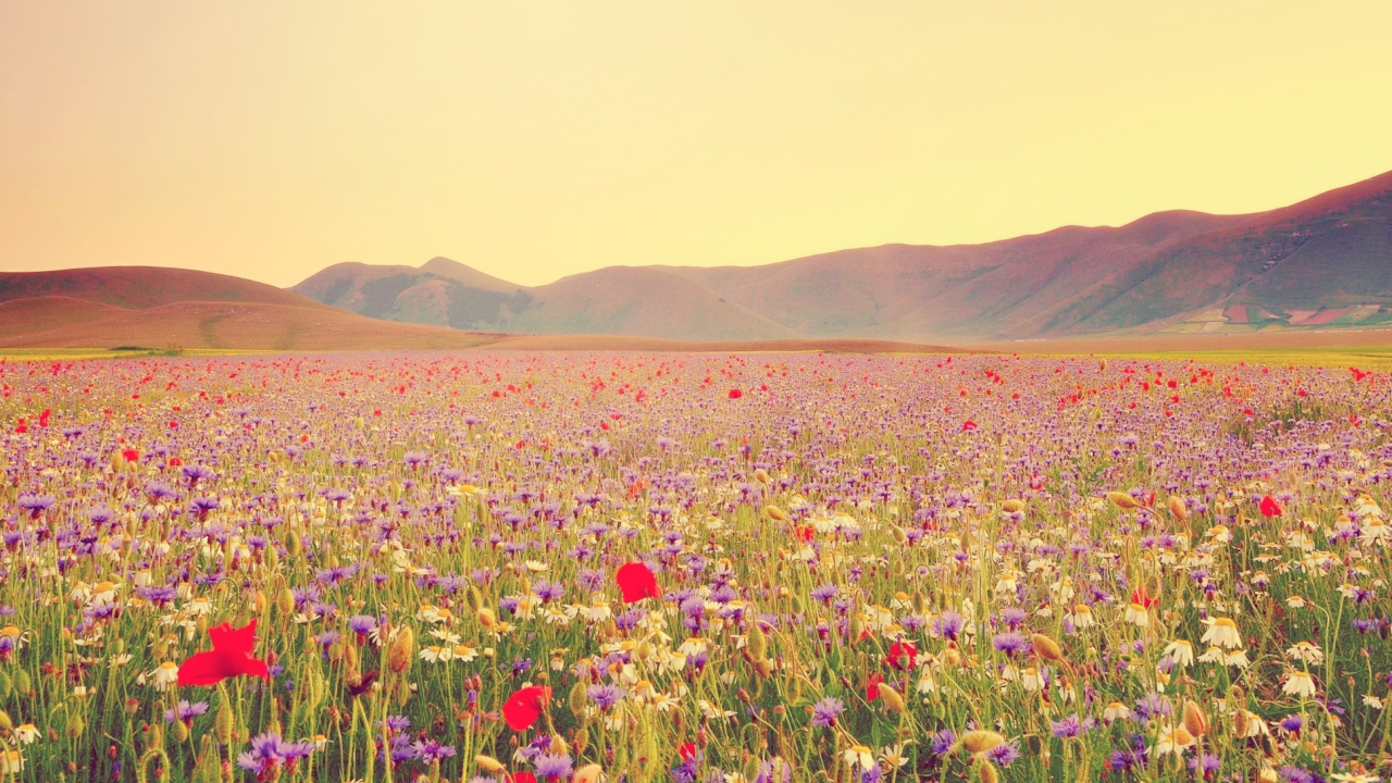 Sfondi Field Of Wild Flowers 1280x720