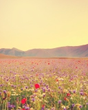 Field Of Wild Flowers screenshot #1 128x160