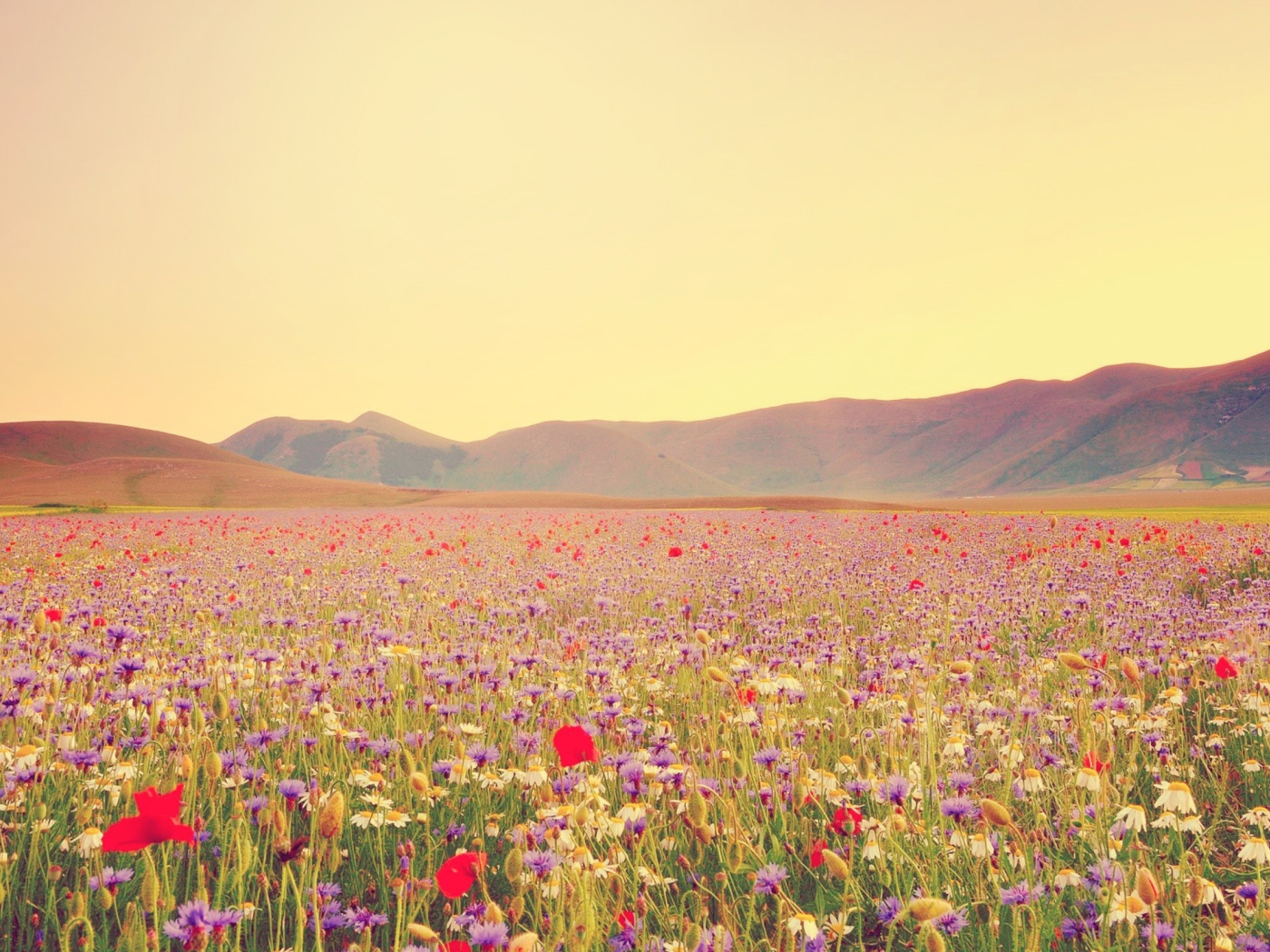 Das Field Of Wild Flowers Wallpaper 1400x1050