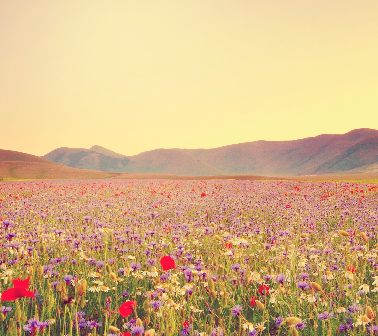Fondo de pantalla Field Of Wild Flowers 1440x1280