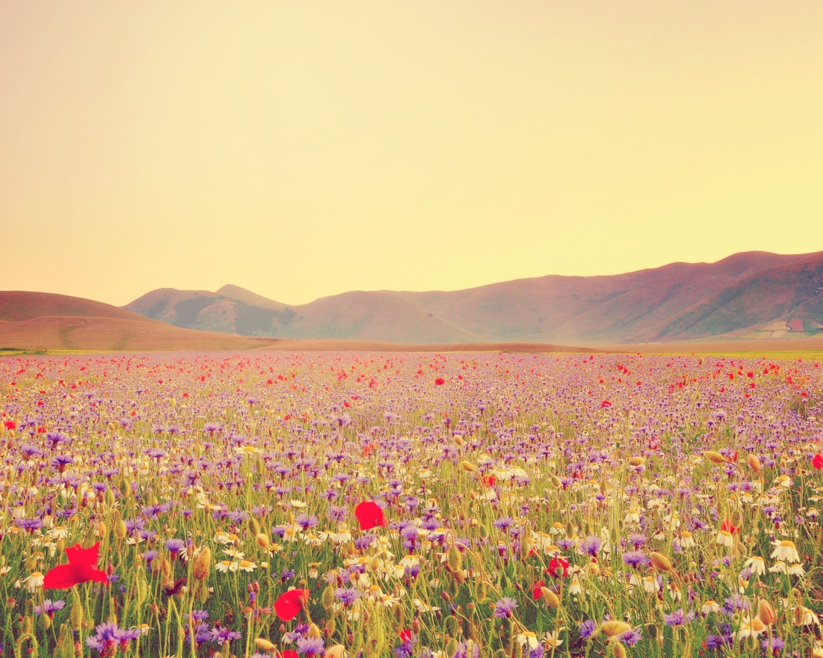 Field Of Wild Flowers screenshot #1 1600x1280
