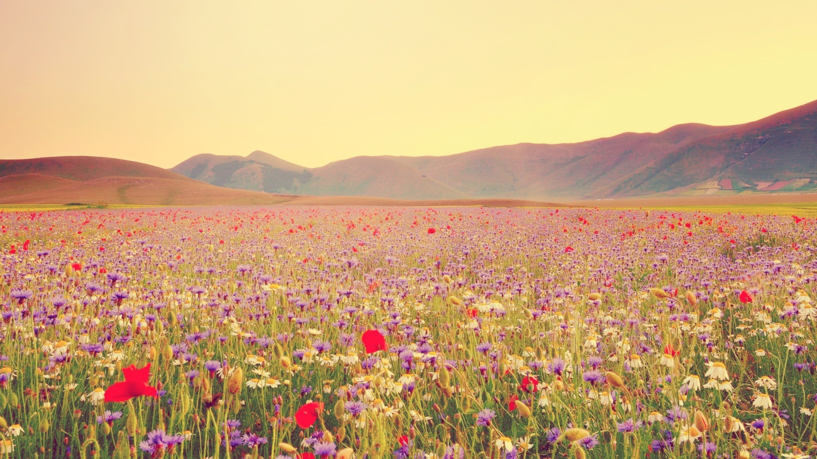 Field Of Wild Flowers wallpaper 1600x900