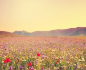 Field Of Wild Flowers screenshot #1 176x144