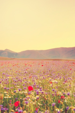 Field Of Wild Flowers screenshot #1 320x480