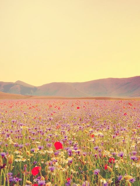 Field Of Wild Flowers screenshot #1 480x640