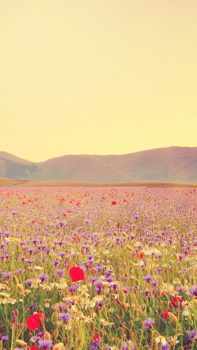Field Of Wild Flowers screenshot #1 640x1136