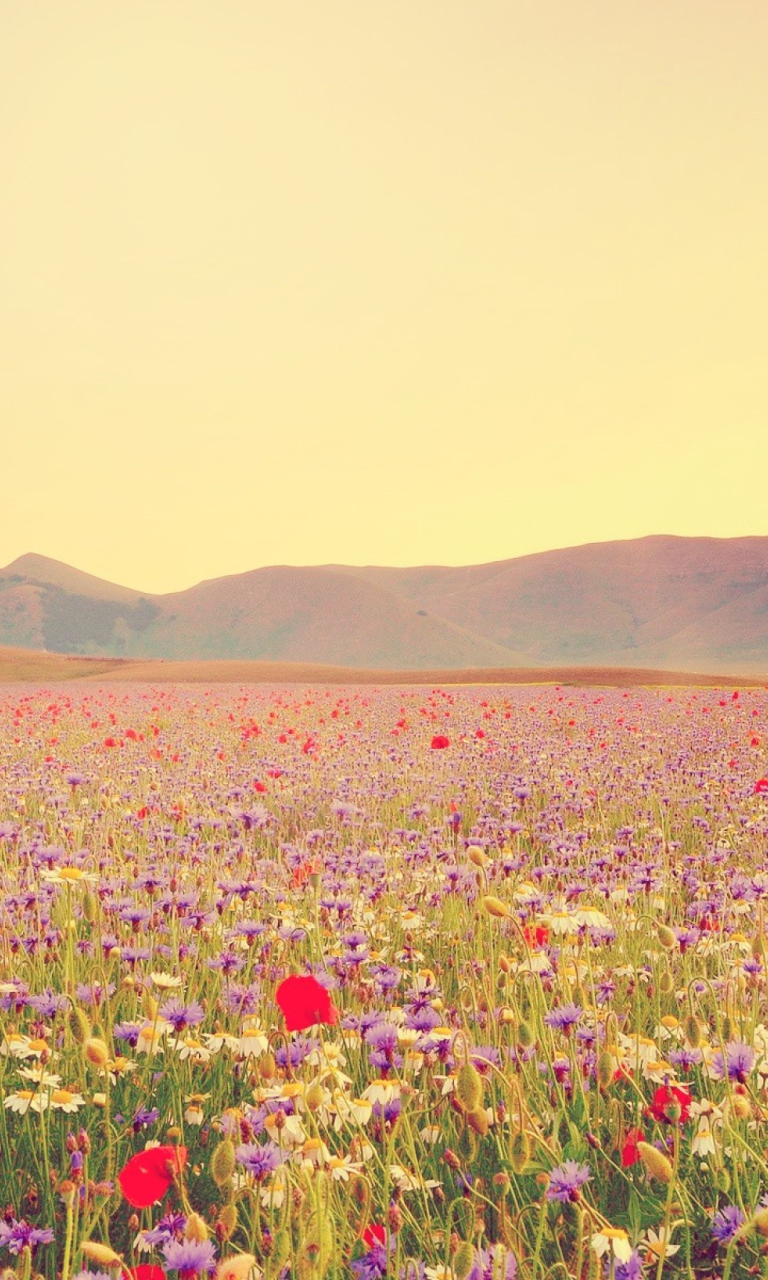 Fondo de pantalla Field Of Wild Flowers 768x1280