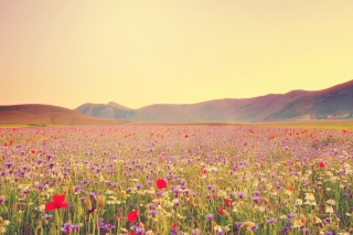 Field Of Wild Flowers Picture for Android, iPhone and iPad