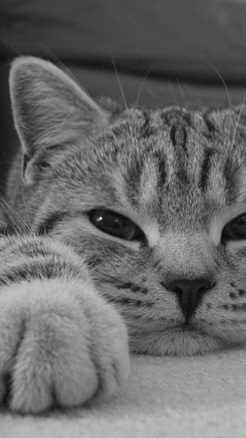 Serious Cat screenshot #1 360x640