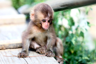 Little Monkey sfondi gratuiti per cellulari Android, iPhone, iPad e desktop
