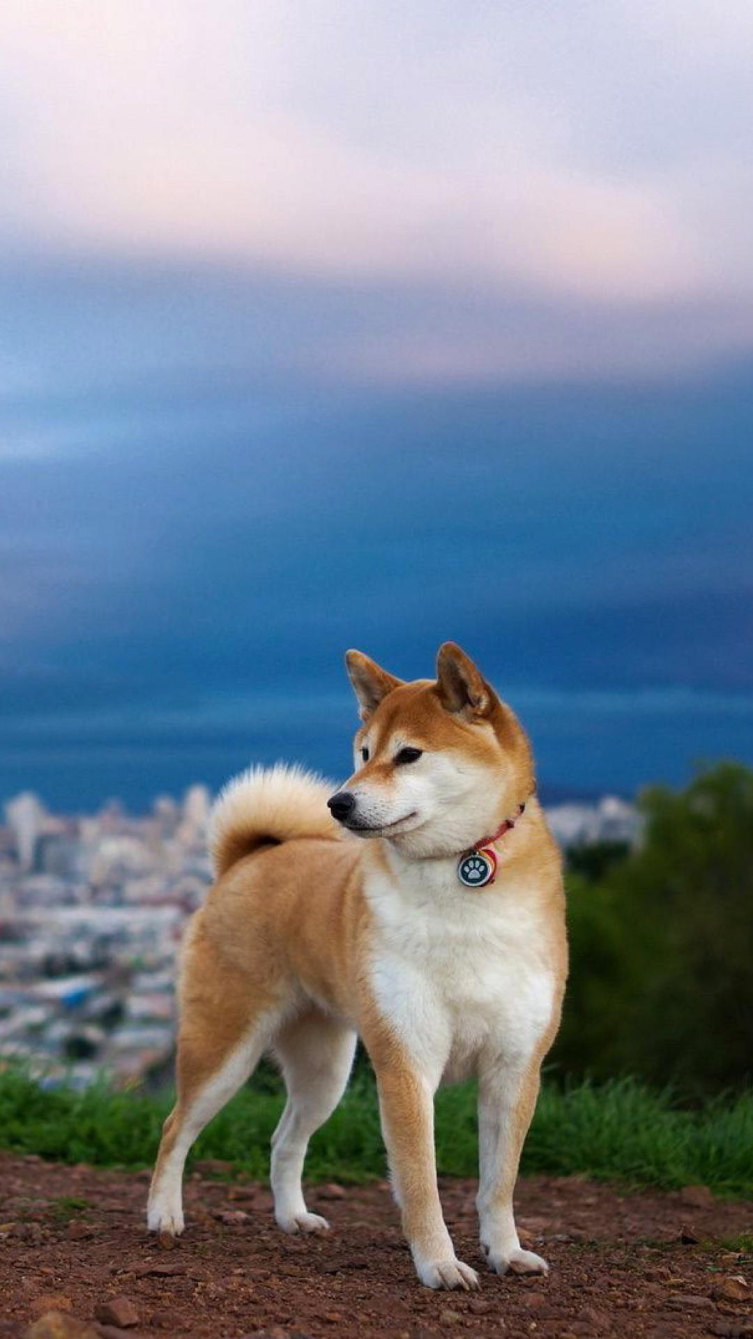 Akita Inu Japanese Dog wallpaper 1080x1920