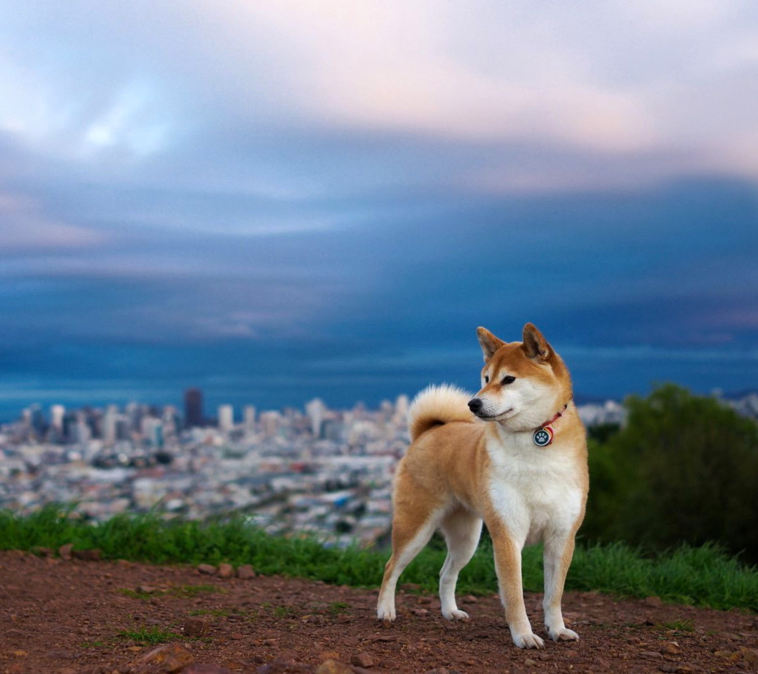 Das Akita Inu Japanese Dog Wallpaper 1080x960