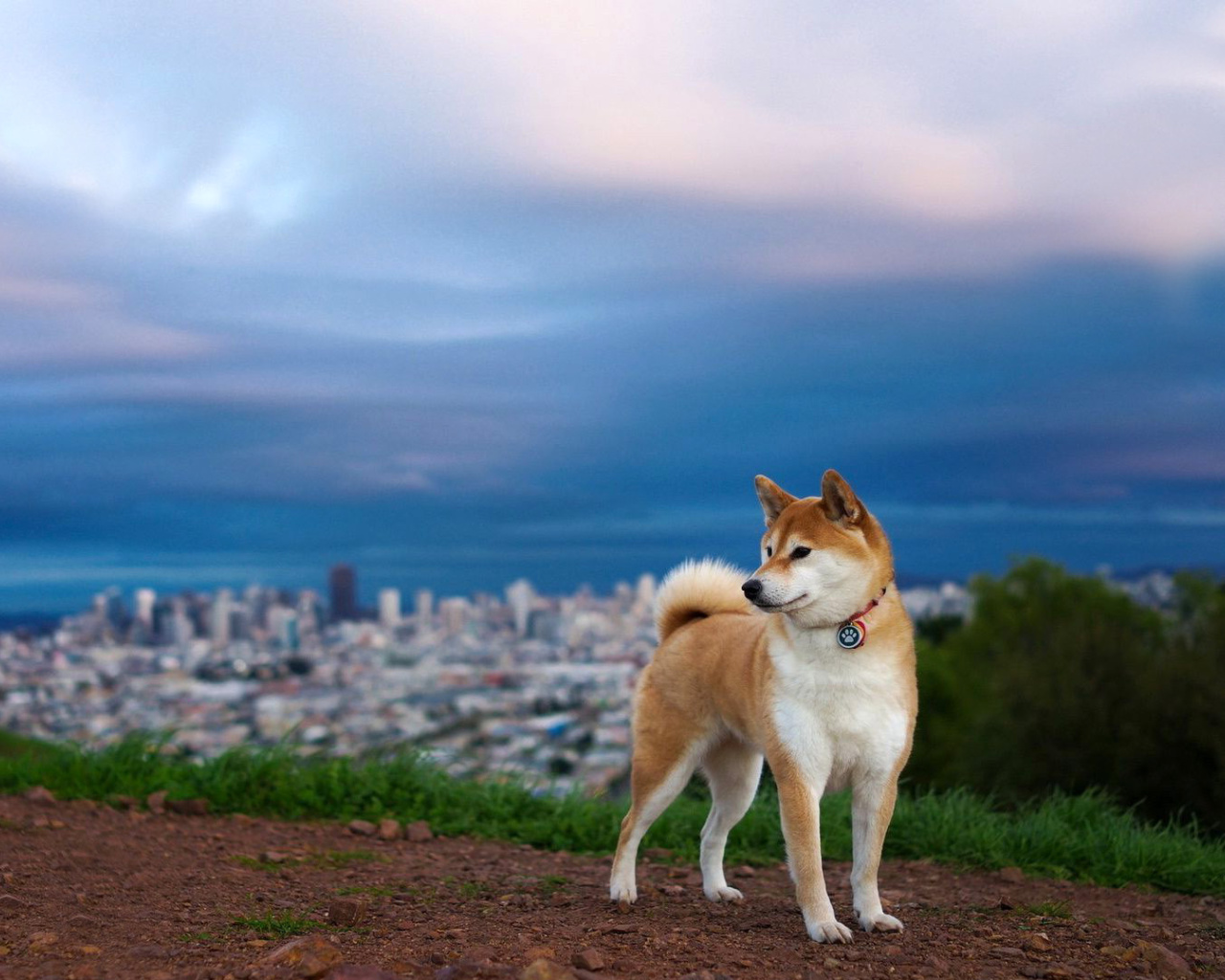 Das Akita Inu Japanese Dog Wallpaper 1280x1024