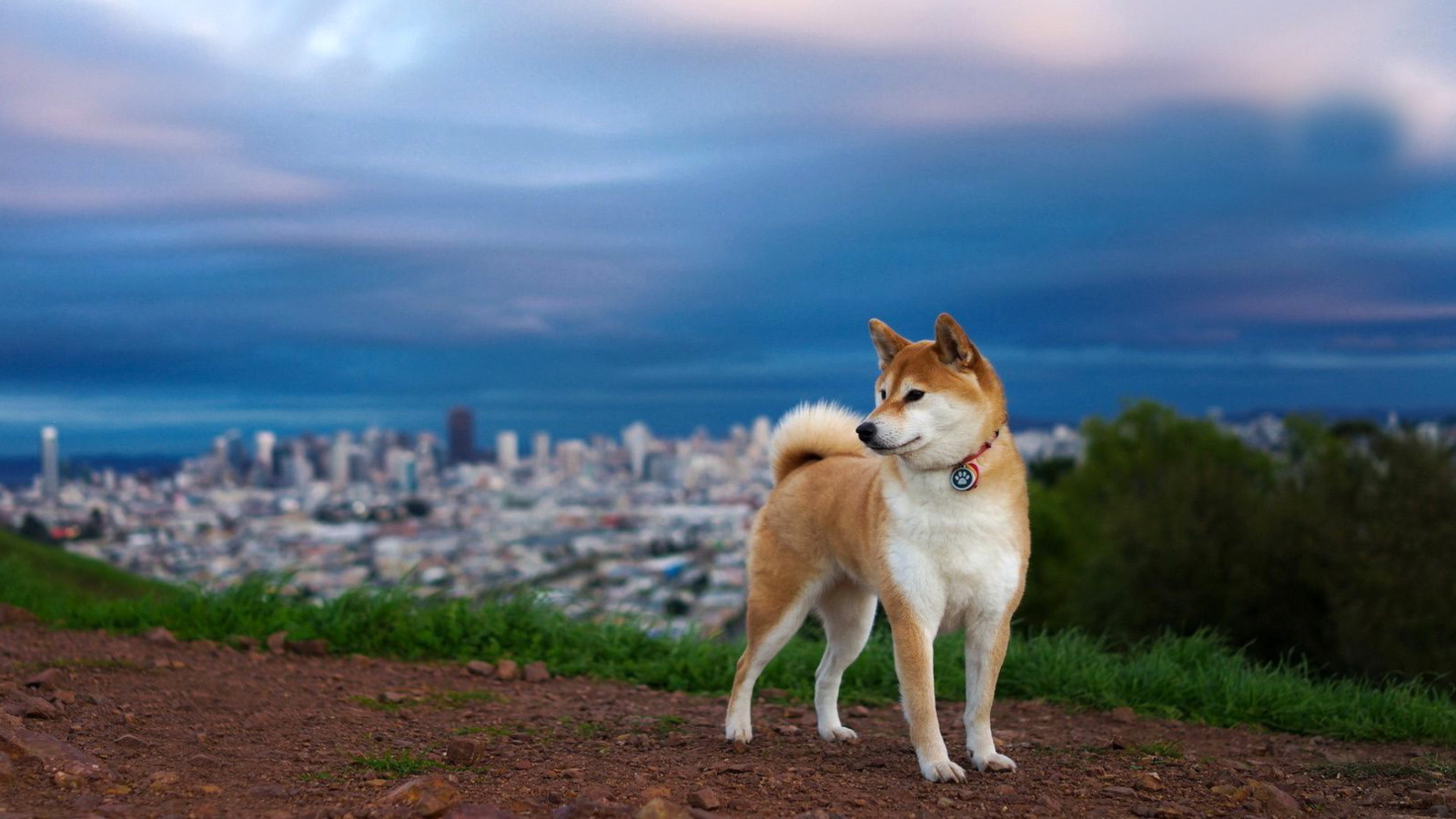 Akita Inu Japanese Dog screenshot #1 1600x900