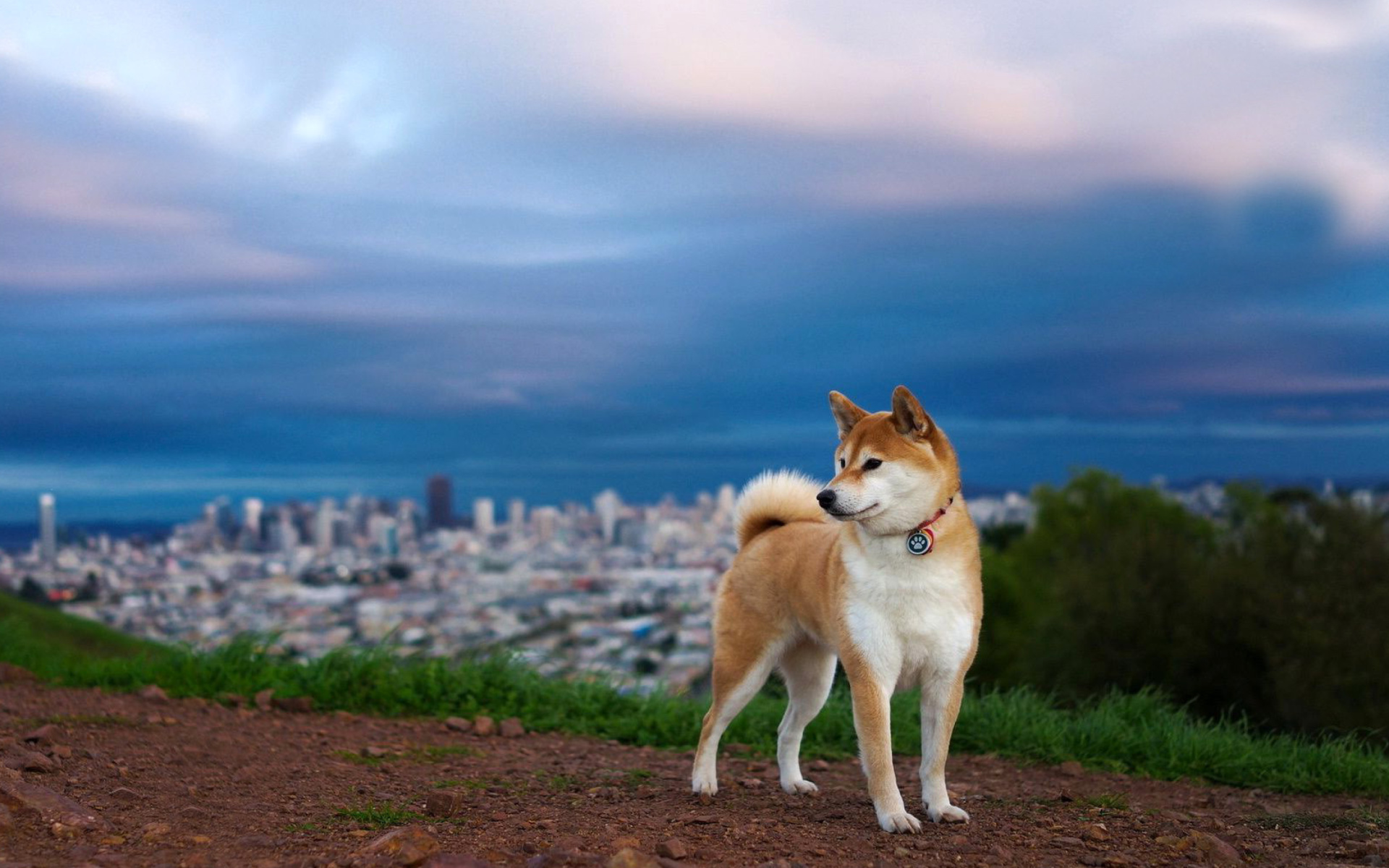 Screenshot №1 pro téma Akita Inu Japanese Dog 1920x1200