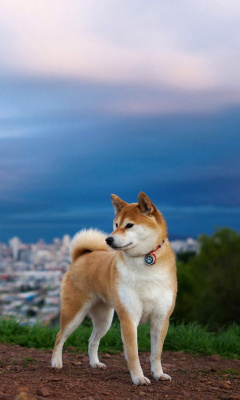Akita Inu Japanese Dog screenshot #1 240x400