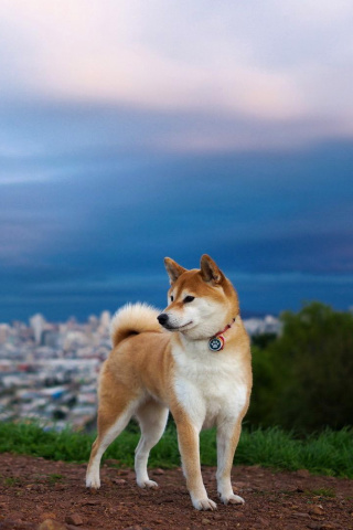 Akita Inu Japanese Dog screenshot #1 320x480