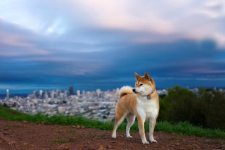 Akita Inu Japanese Dog Background for Android, iPhone and iPad