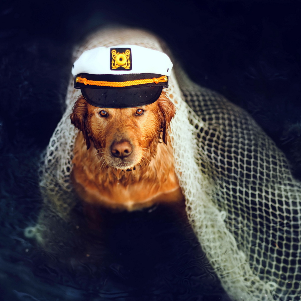 Captain Dog wallpaper 1024x1024