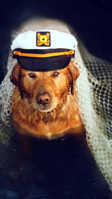 Fondo de pantalla Captain Dog 360x640