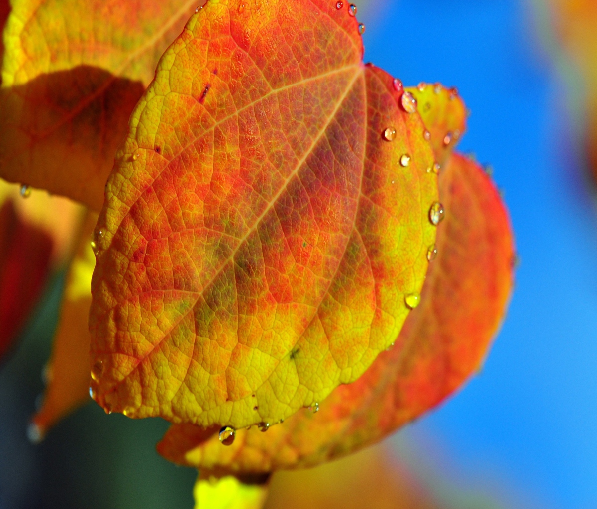 Fondo de pantalla Leaf And Drops 1200x1024