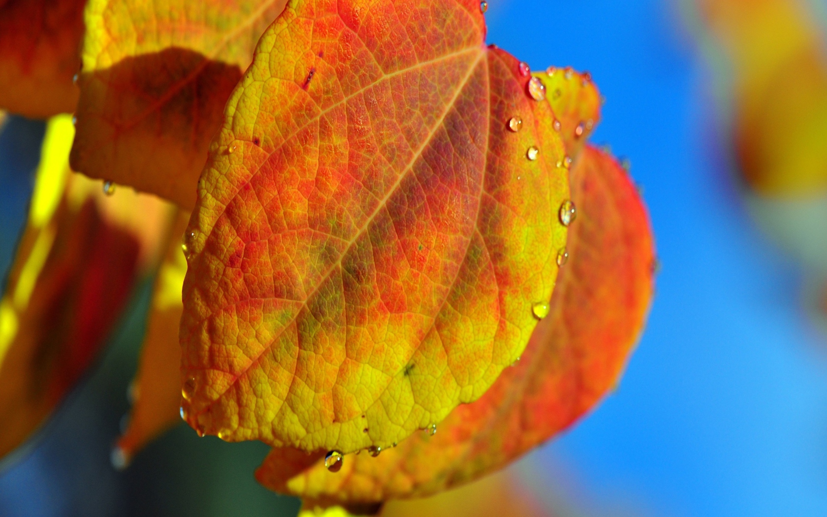 Leaf And Drops screenshot #1 1680x1050