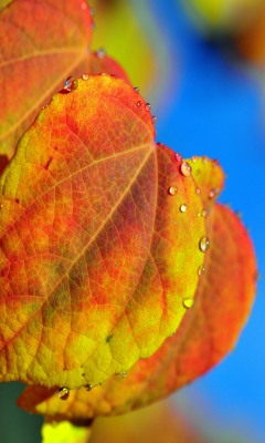 Обои Leaf And Drops 240x400