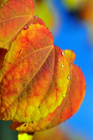 Das Leaf And Drops Wallpaper 320x480