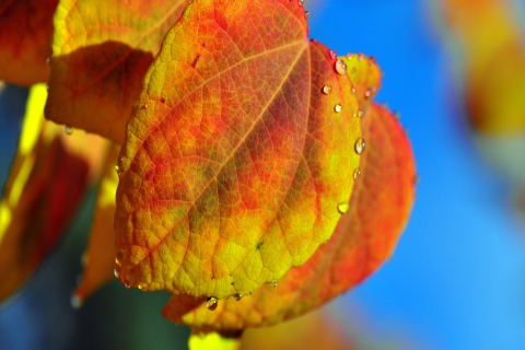 Das Leaf And Drops Wallpaper 480x320