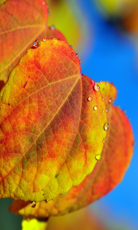 Leaf And Drops screenshot #1 480x800