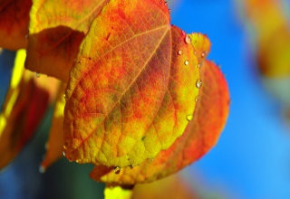 Leaf And Drops - Obrázkek zdarma 