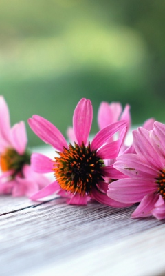 Screenshot №1 pro téma Pink Daisies 240x400