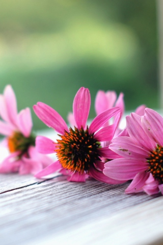 Screenshot №1 pro téma Pink Daisies 320x480