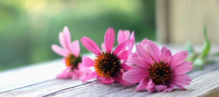 Das Pink Daisies Wallpaper 720x320