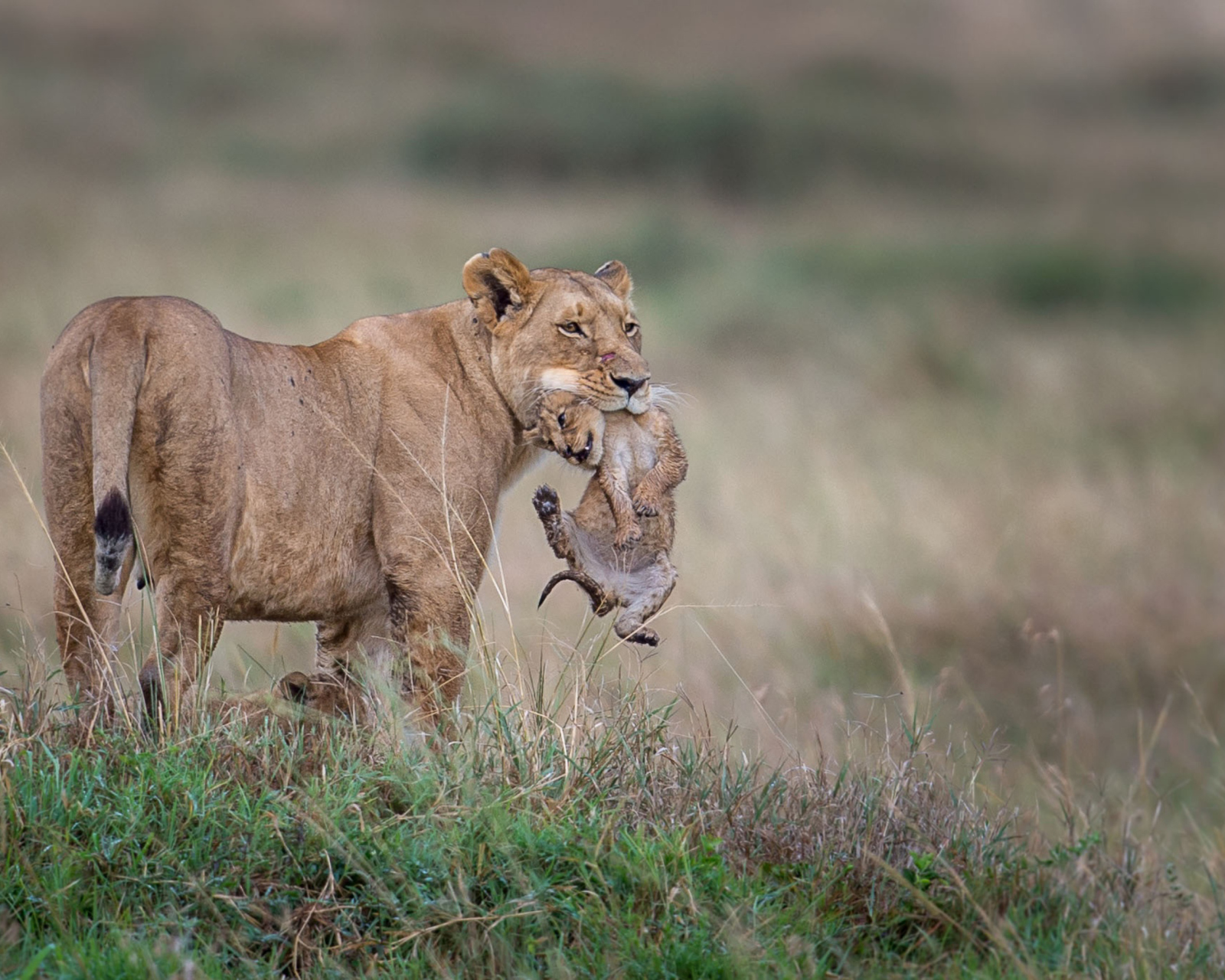 Sfondi Moment Of Wildlife 1600x1280