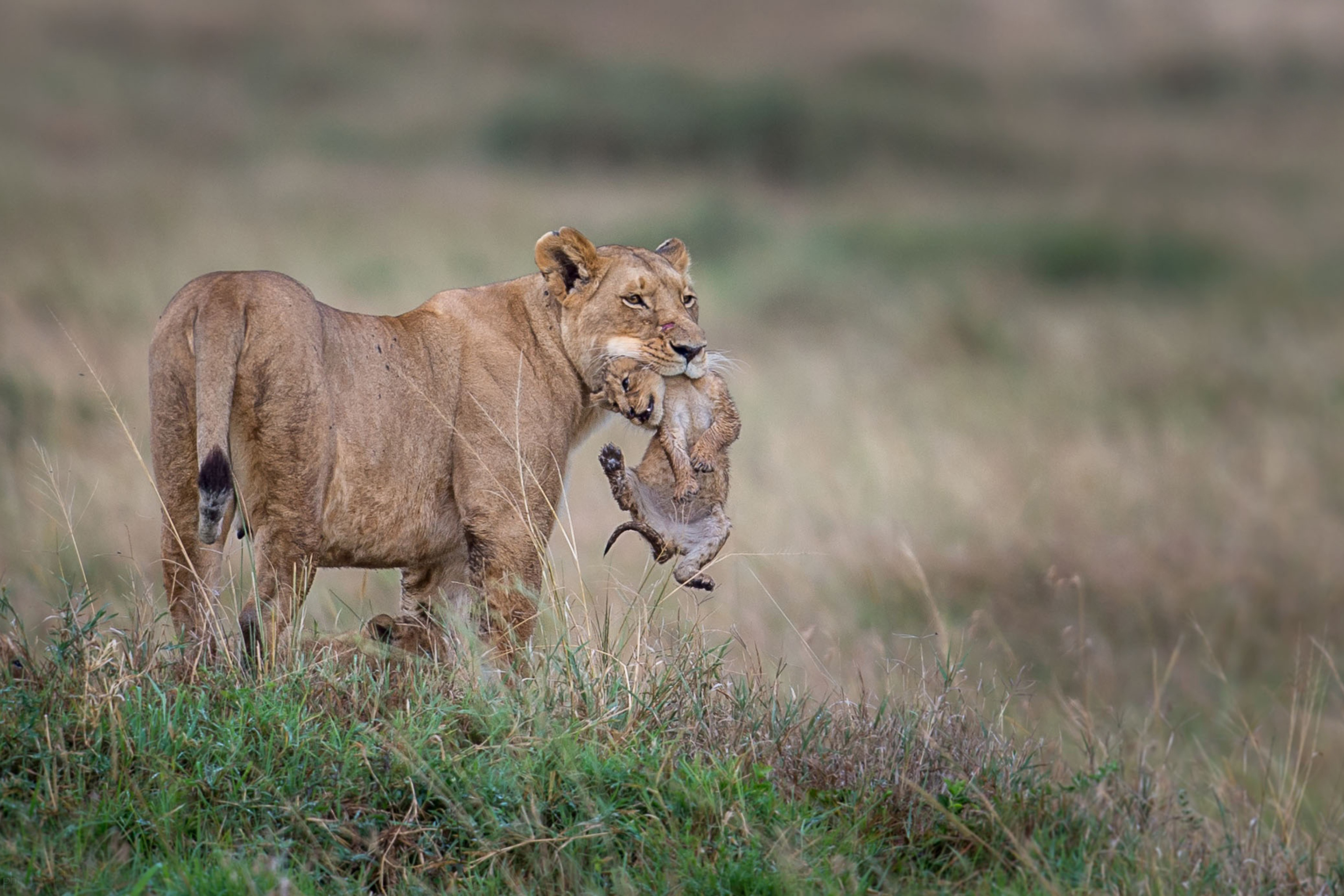 Moment Of Wildlife wallpaper 2880x1920