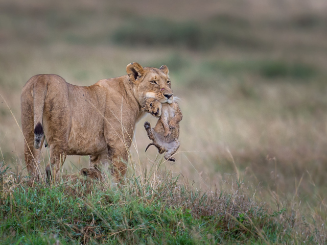 Moment Of Wildlife screenshot #1 640x480