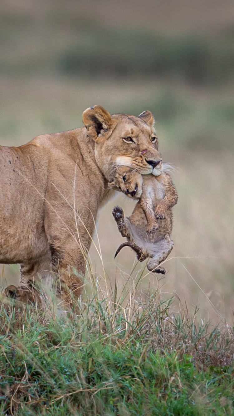 Das Moment Of Wildlife Wallpaper 750x1334