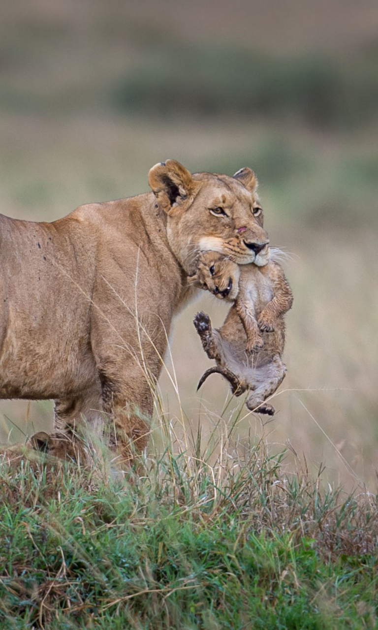 Fondo de pantalla Moment Of Wildlife 768x1280