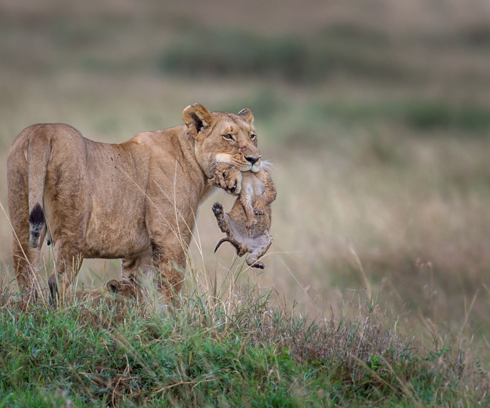 Sfondi Moment Of Wildlife 960x800