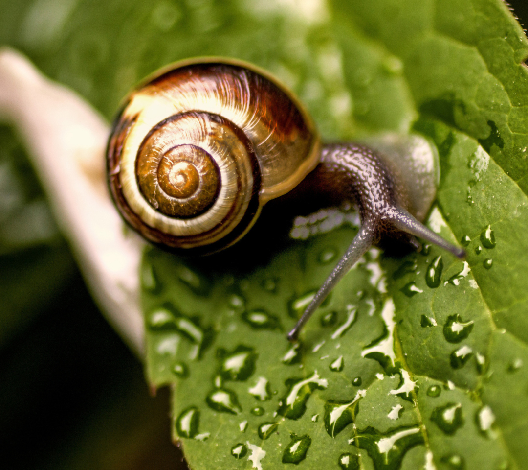 Sfondi Snail On Leaf 1080x960